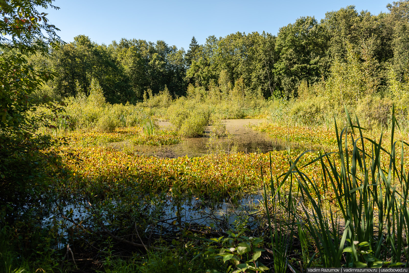 Усадьба Заболотье, парк, курганы, Долгопрудный, Москва