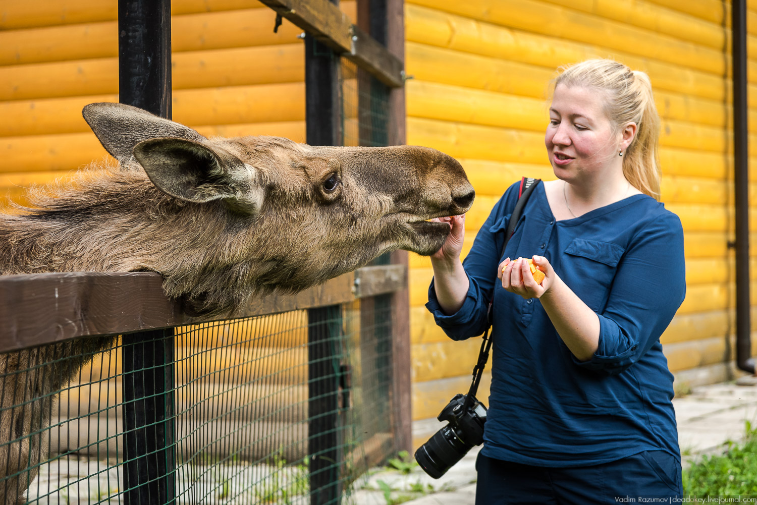 Лосиный остров