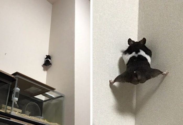 я от бабушке ушол и от (700x480, 36Kb)