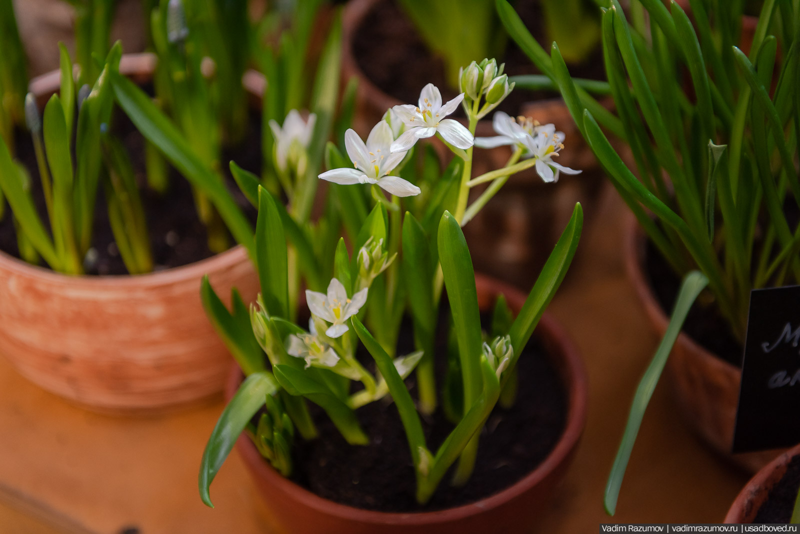 Аптекарский огород, Репетиция весны 2021, цветы, 8 Марта