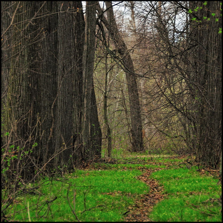 Парковые аллеи в русских усадьбах