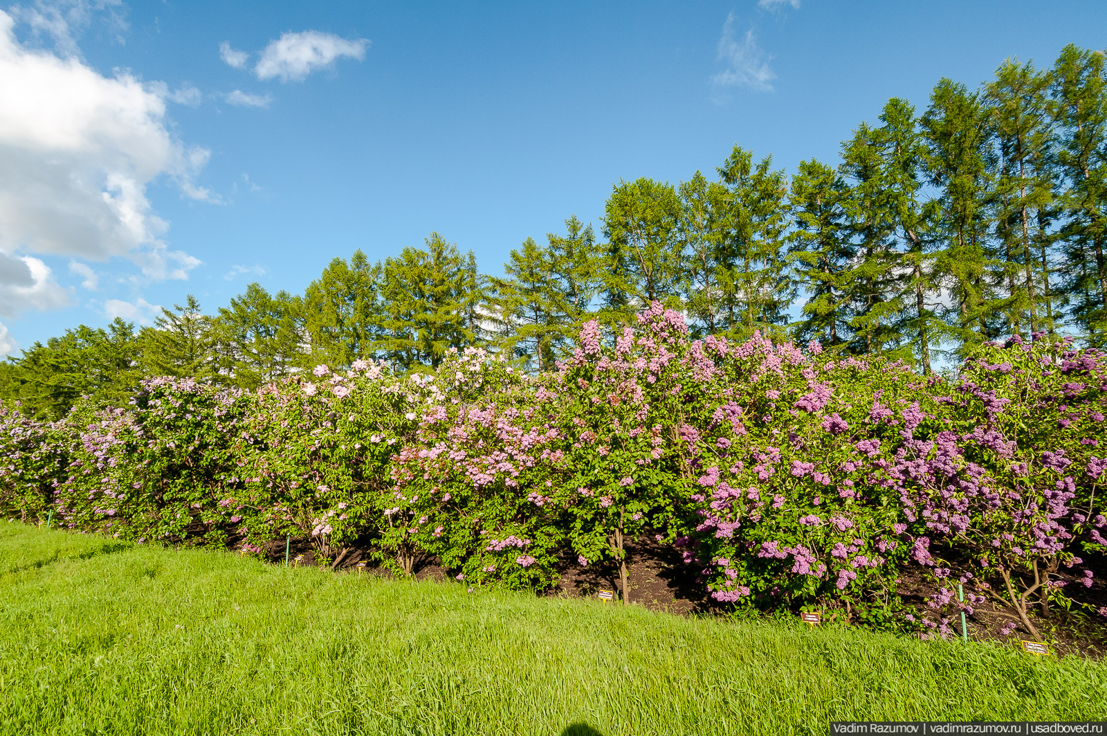 Мещерский дендрарий, ЛОСС, усадьба Барсуково, цветение сирени, Липецкая области