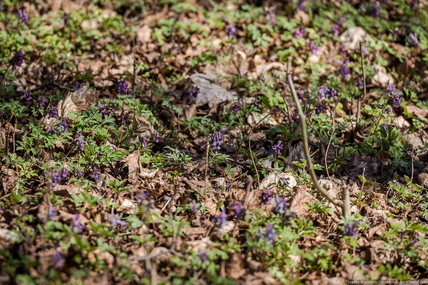 Богородицк, Тульская область, цветение подснежников, хохлатка