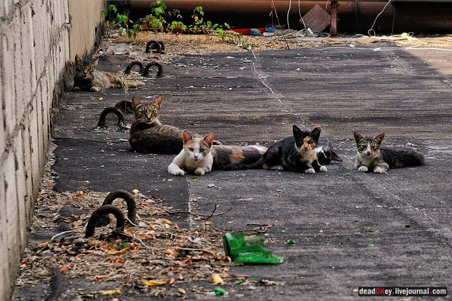 Особняк В.К. Мельникова, 1904, архитектор В.Д. Адамович,Москва, Волков переулок, 15