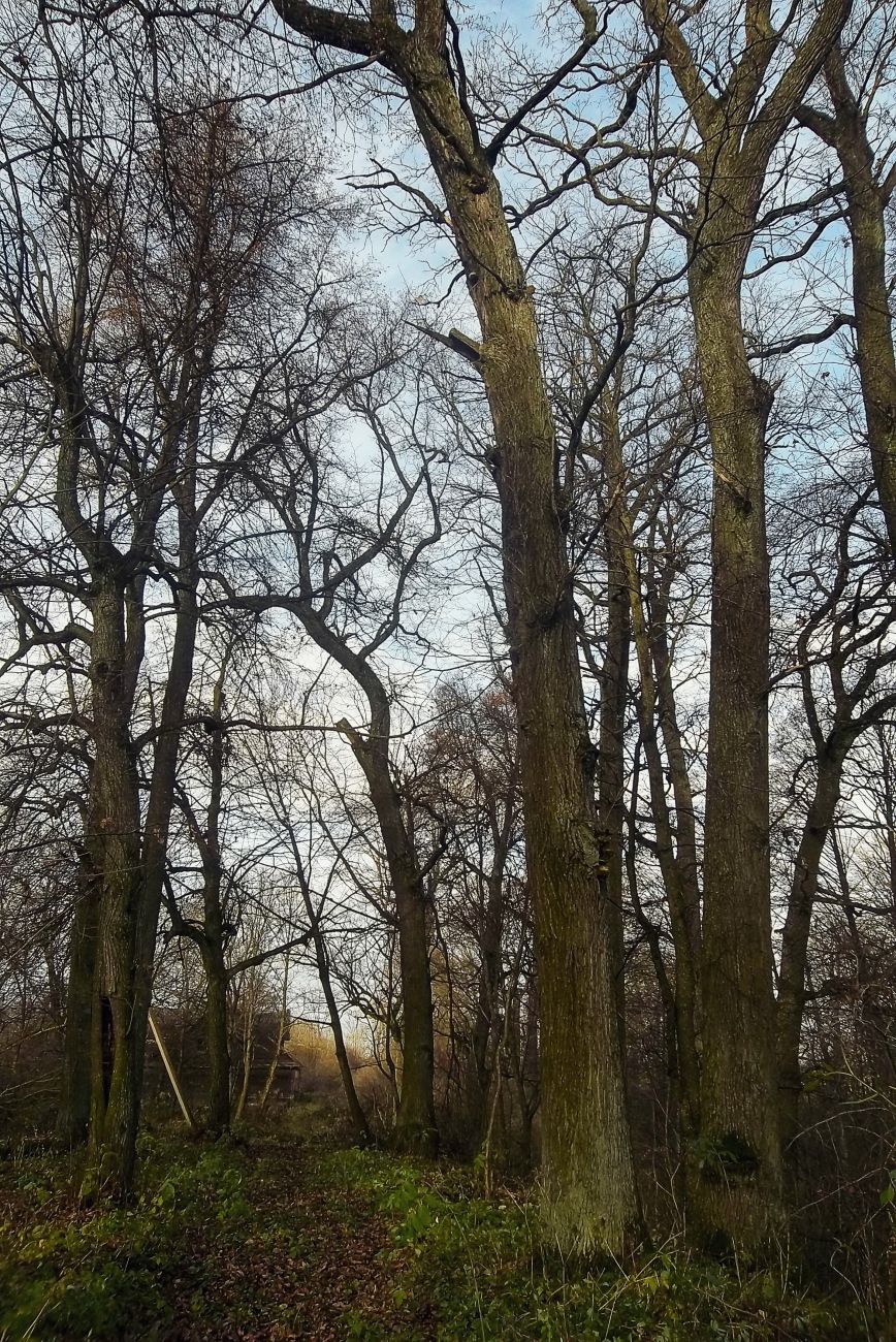 усадьба Кашубинцы