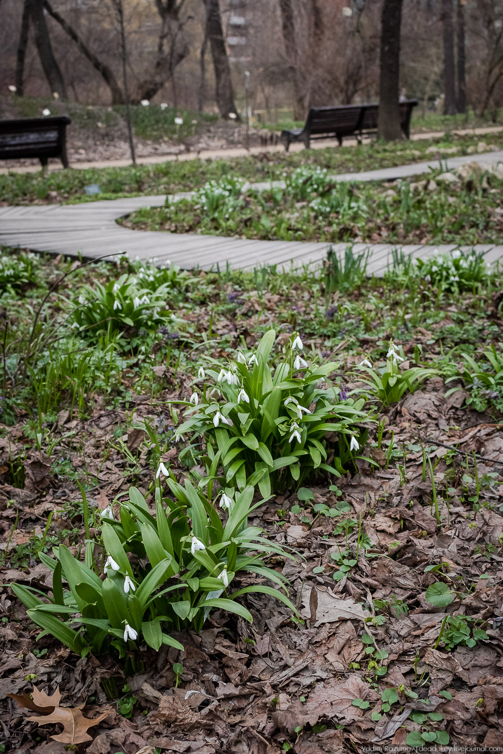 Продснежники в Аптекарском огороде