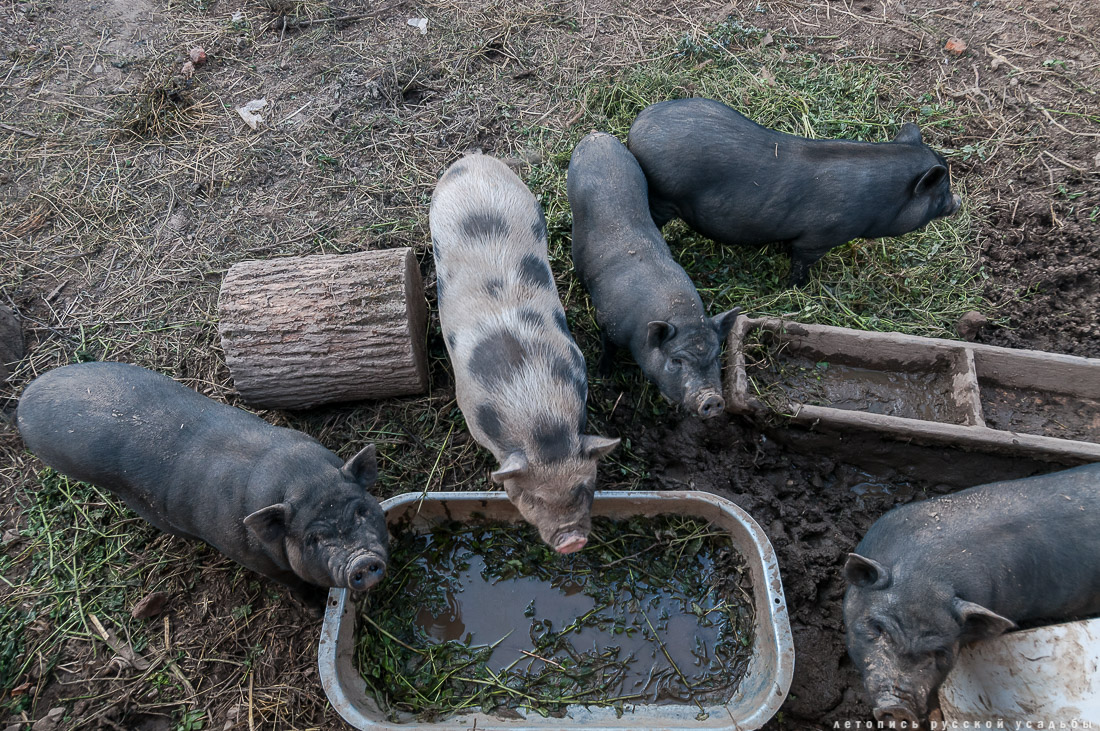 усадьба Степановское-Волосово, фотографии с дрона, шетлендский пони Трамп