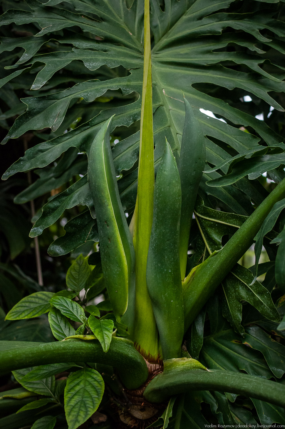 Ботанический сад, фондовая оранжерея, Экоэлектричка, борщевик