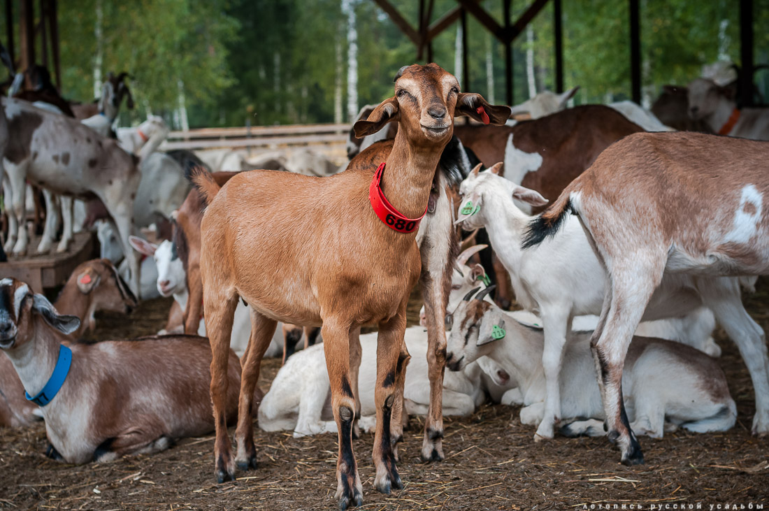 Экоэлектричка на родину журавлей в Талдомский район