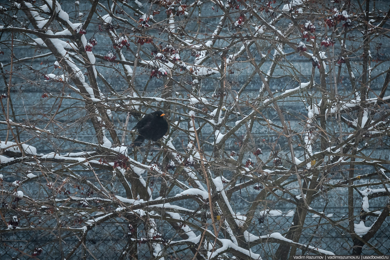 Птицы, парки, синички, снегири