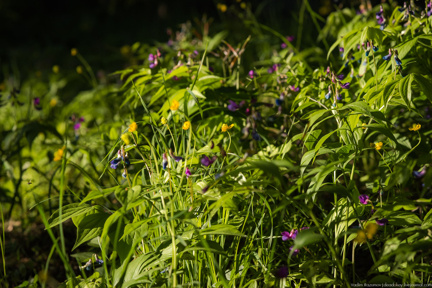 усадьба Воронино