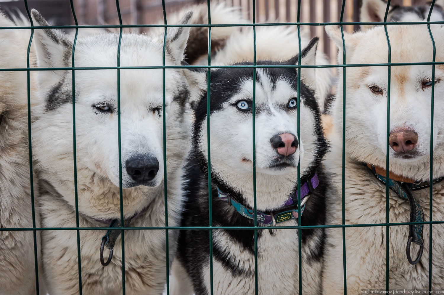 Рузская Аляска, Рузский район Московской области, Экоэлектричка