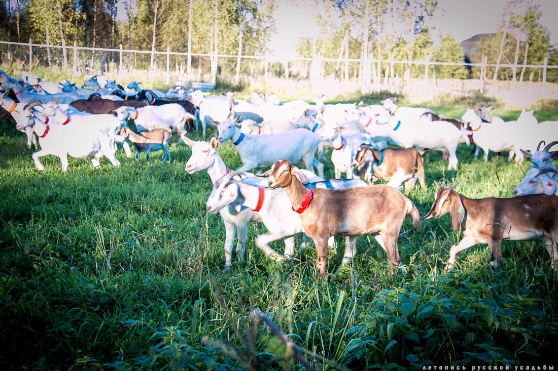 Экоэлектричка на родину журавлей в г. Талдом.