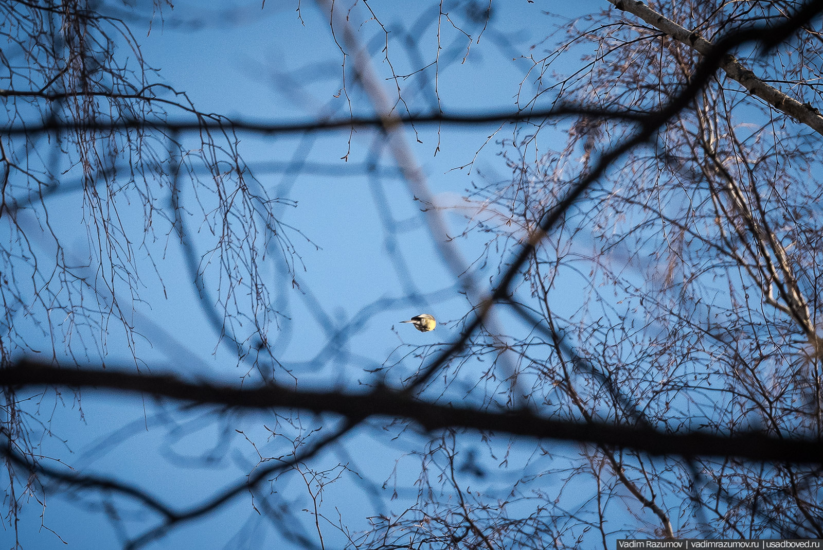 Птицы, парки, синички, снегири