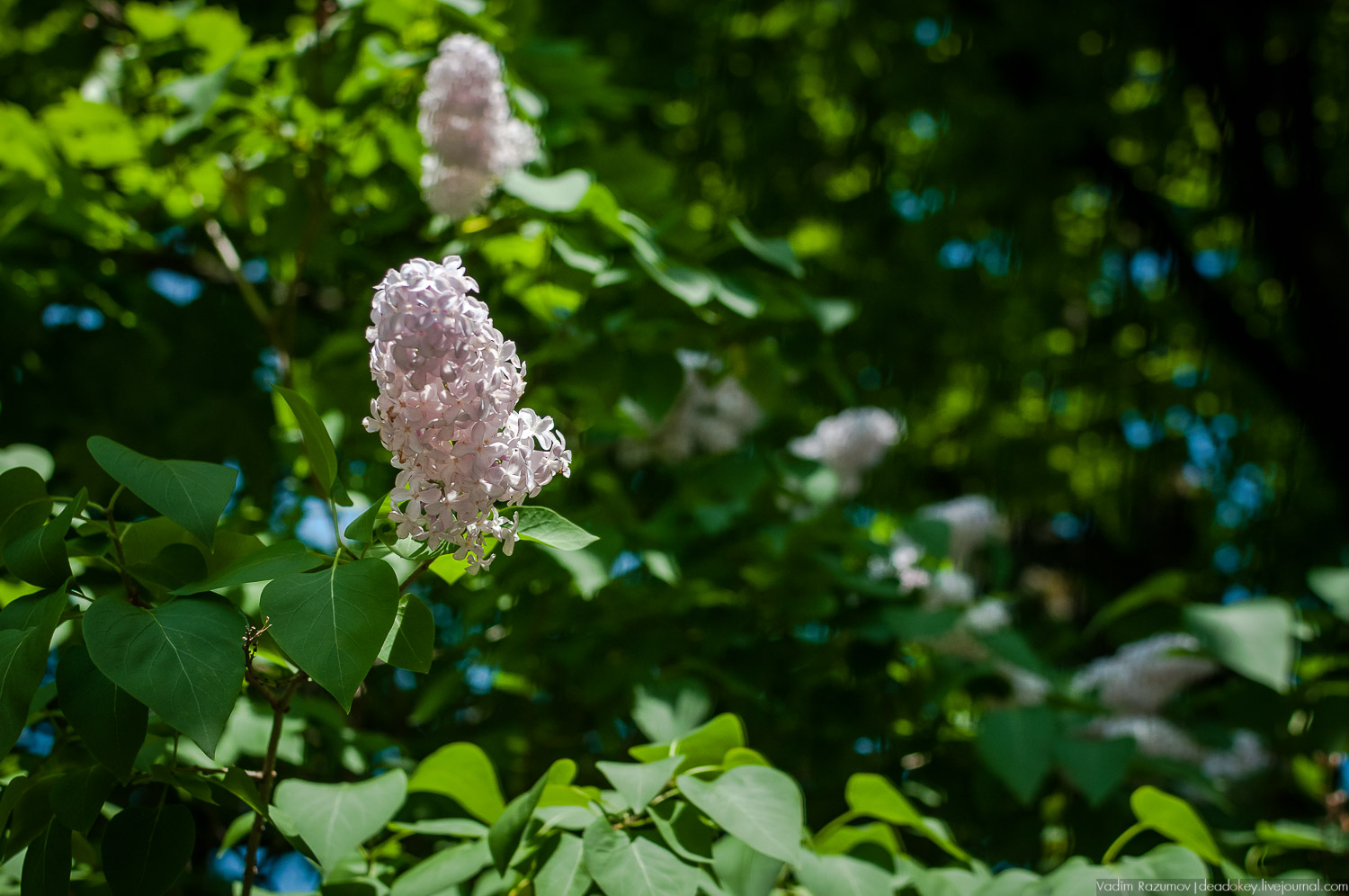усадьба Валуево в мае
