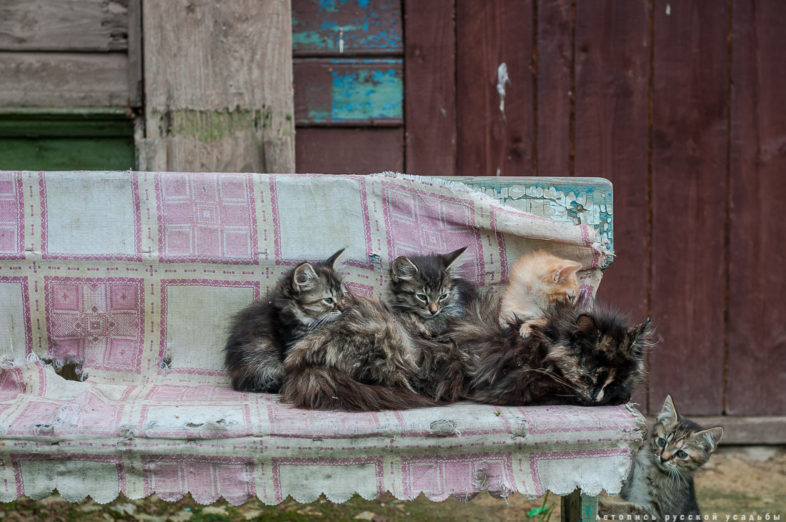 усадьба Меховицы, интерьеры, продает усадьба Чистые Росы