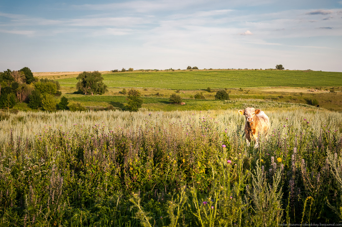 усадьба Озерки