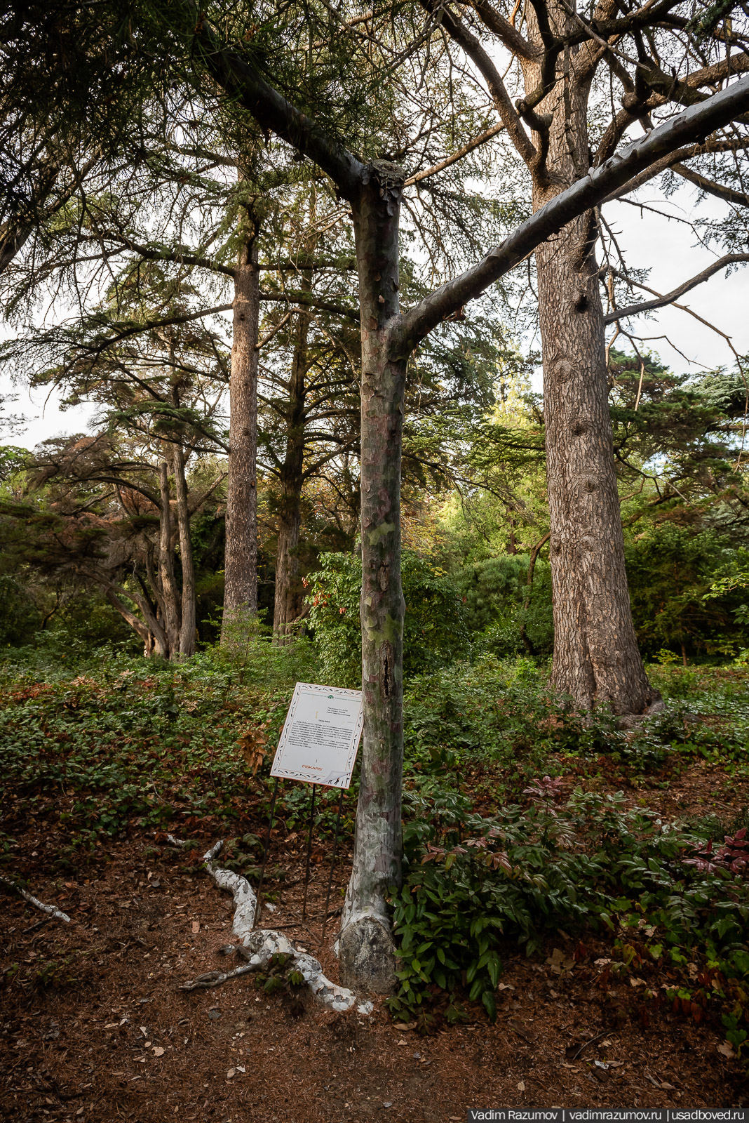 Никитский ботанический сад