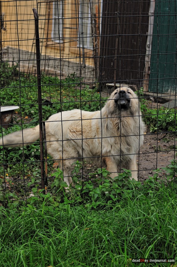 усадьба Богородской (пос. Володарского)