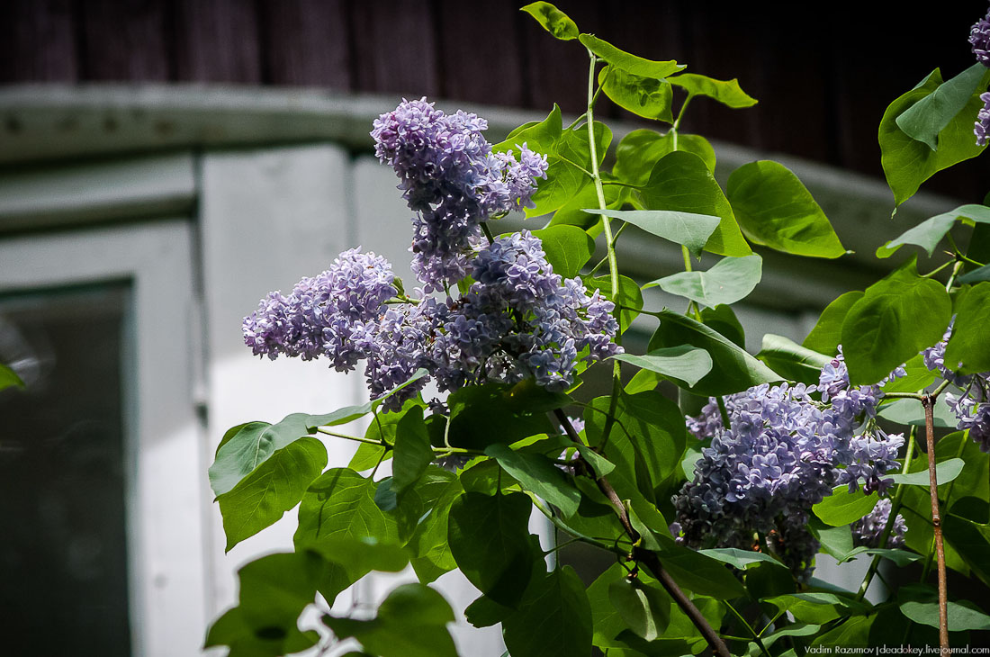 6 мая - Переделкино - литературный заповедник.