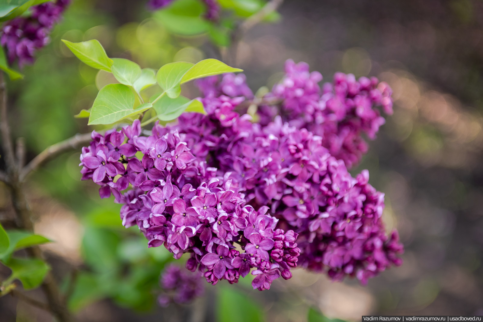 Мещерский дендрарий, ЛОСС, усадьба Барсуково, цветение сирени, Липецкая области