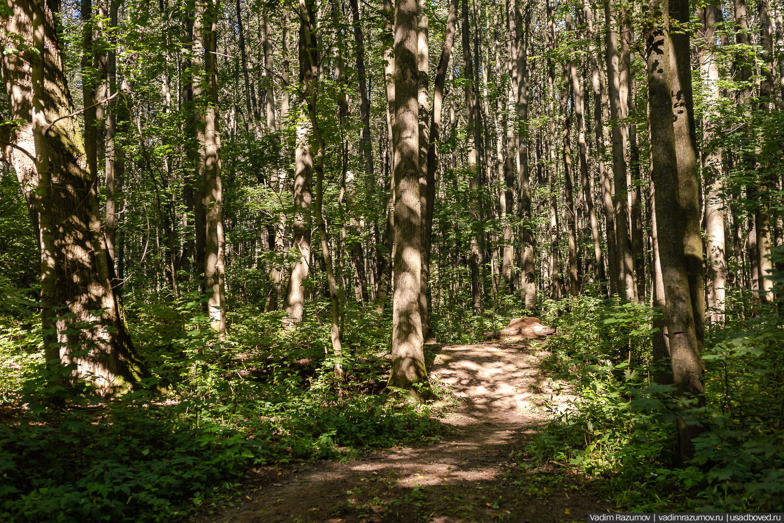 Усадьба Заболотье, парк, курганы, Долгопрудный, Москва