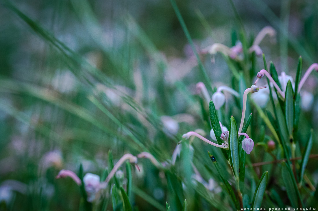 Экоэлектричка на родину журавлей в Талдомский район