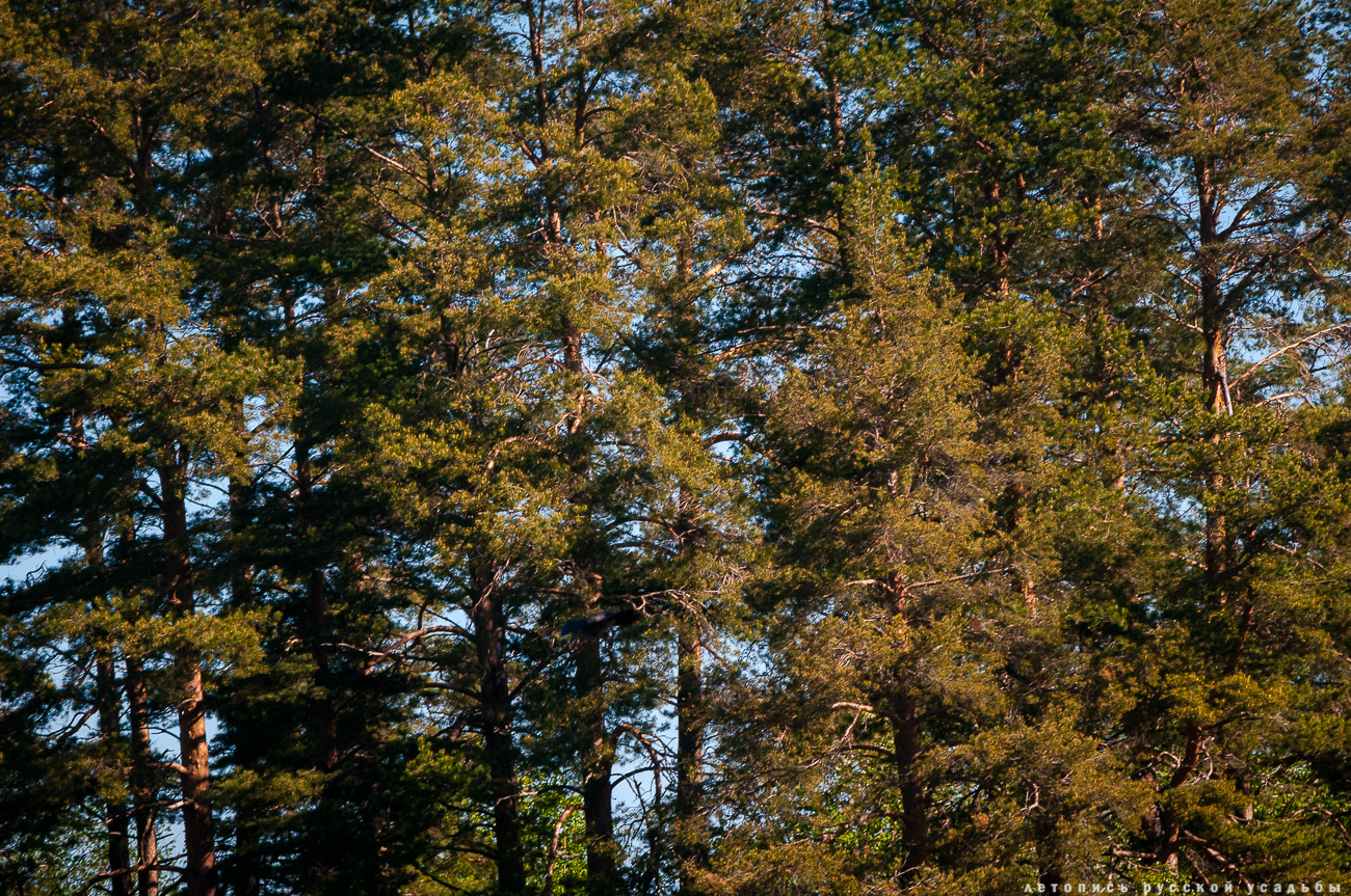 Ладожская усадьба. Ниэмелянхови, усадьба Ниэмеля, Карелия, Сортавала