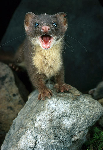 weasel weasel burning bright