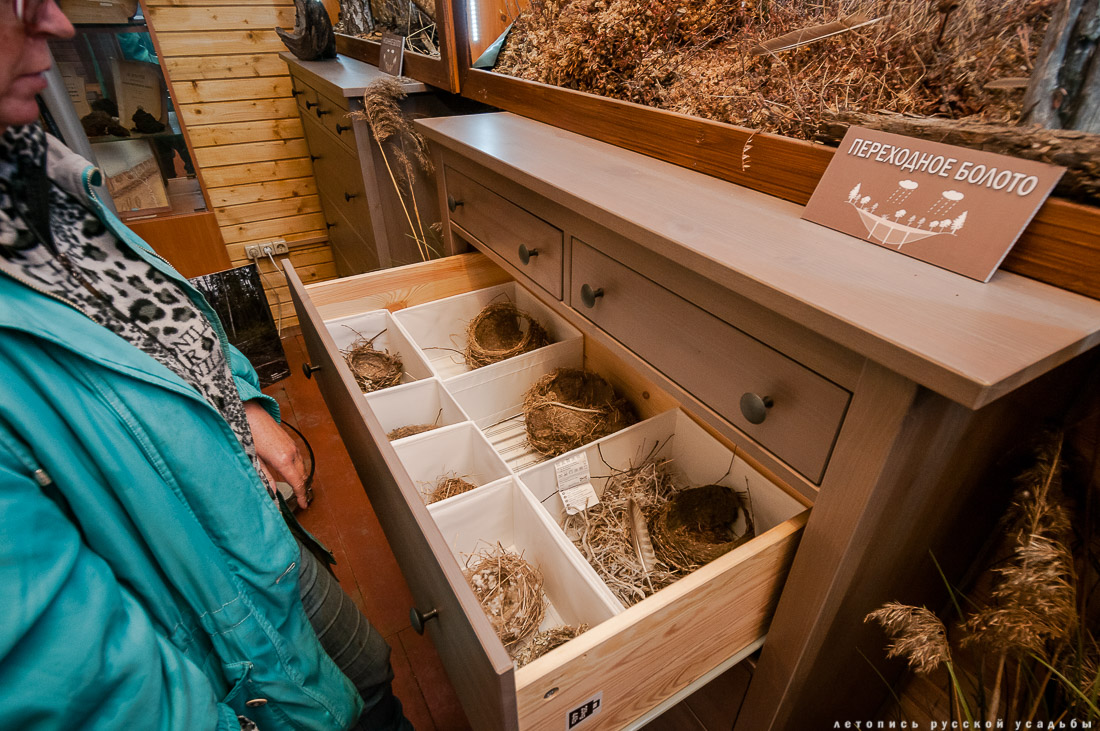 Экоэлектричка на родину журавлей в Талдомский район