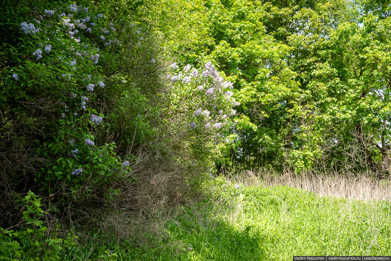 Старое Глазово, могила Василия Баженова, 2021 год