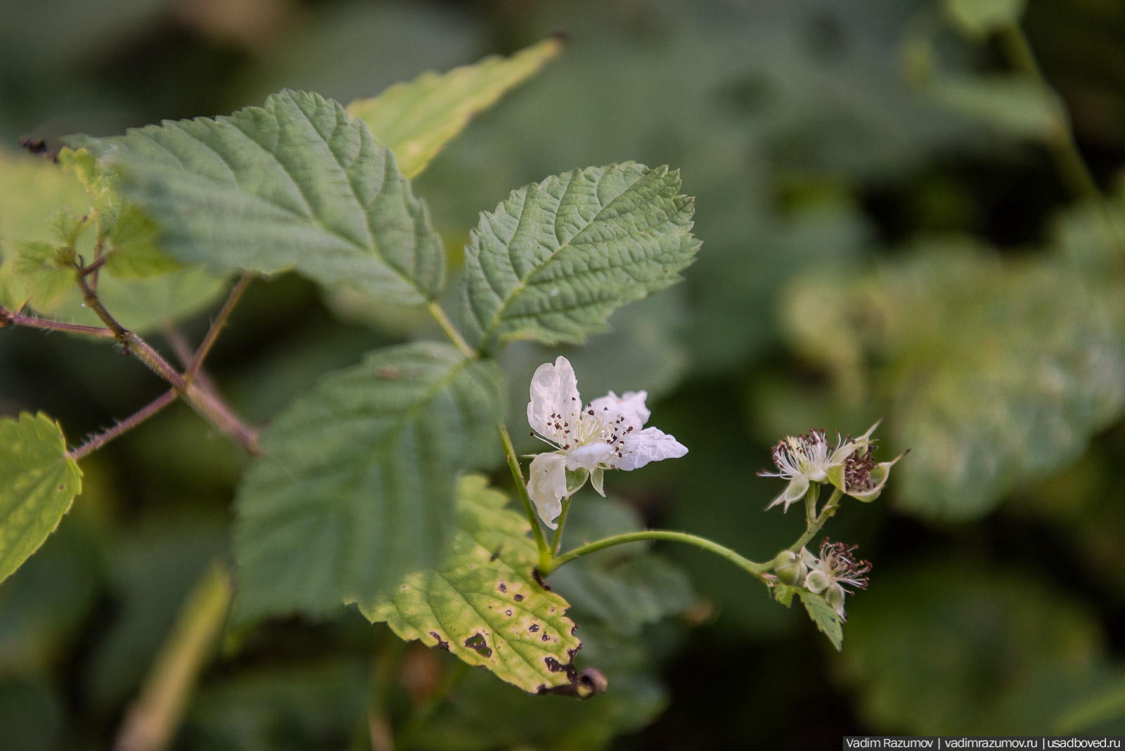 Городище Луковня, Подольское море