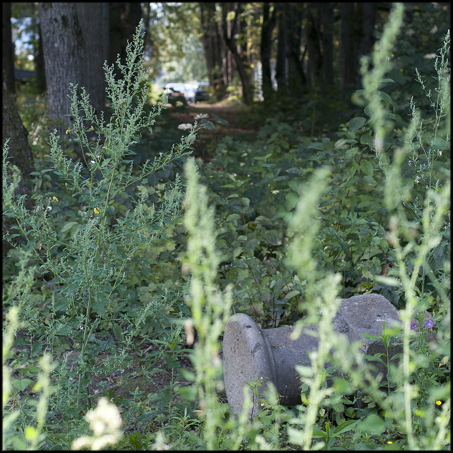 Парковые аллеи в русских усадьбах