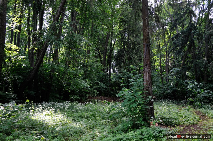 усадьба Дубки