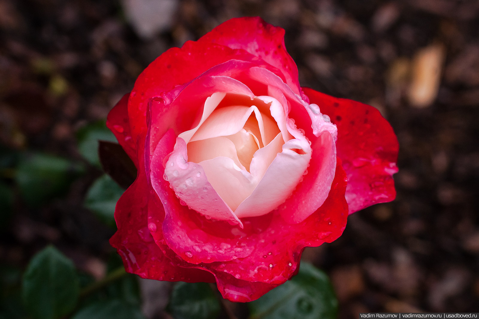 усадьба Марьино Строгановых, розарий, розы, сад