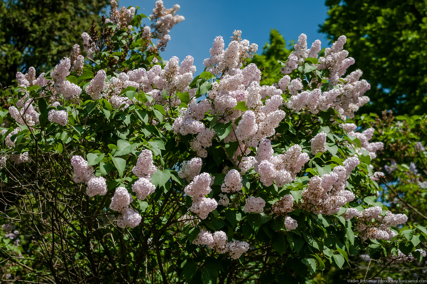 усадьба Валуево в мае