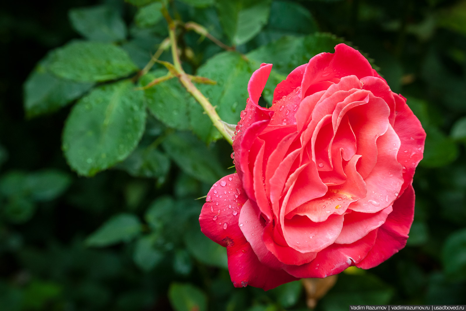 усадьба Марьино Строгановых, розарий, розы, сад