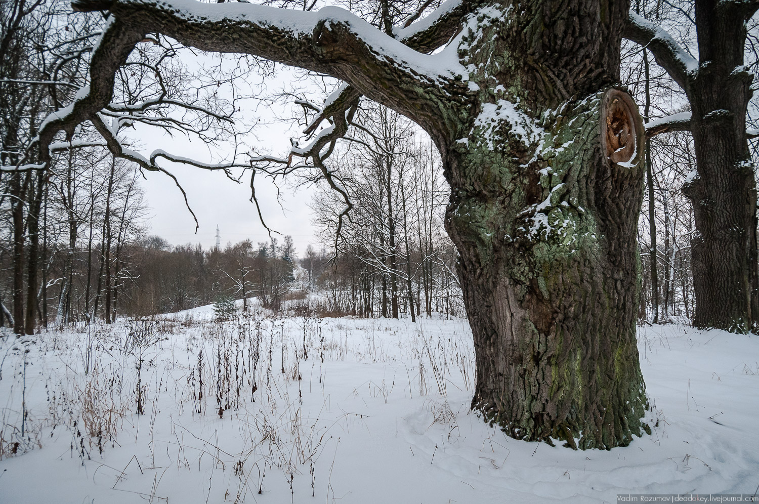 усадьба Знаменское-Садки