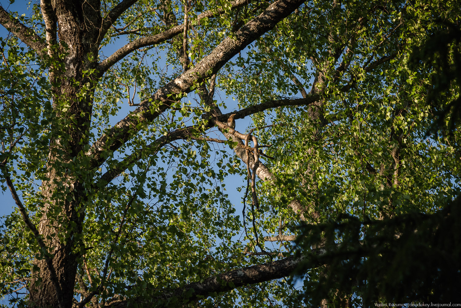 усадьба Воронино