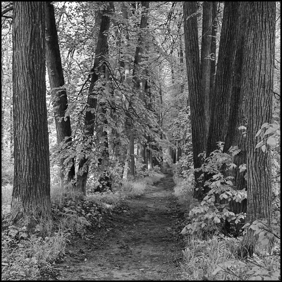 Парковые аллеи в русских усадьбах