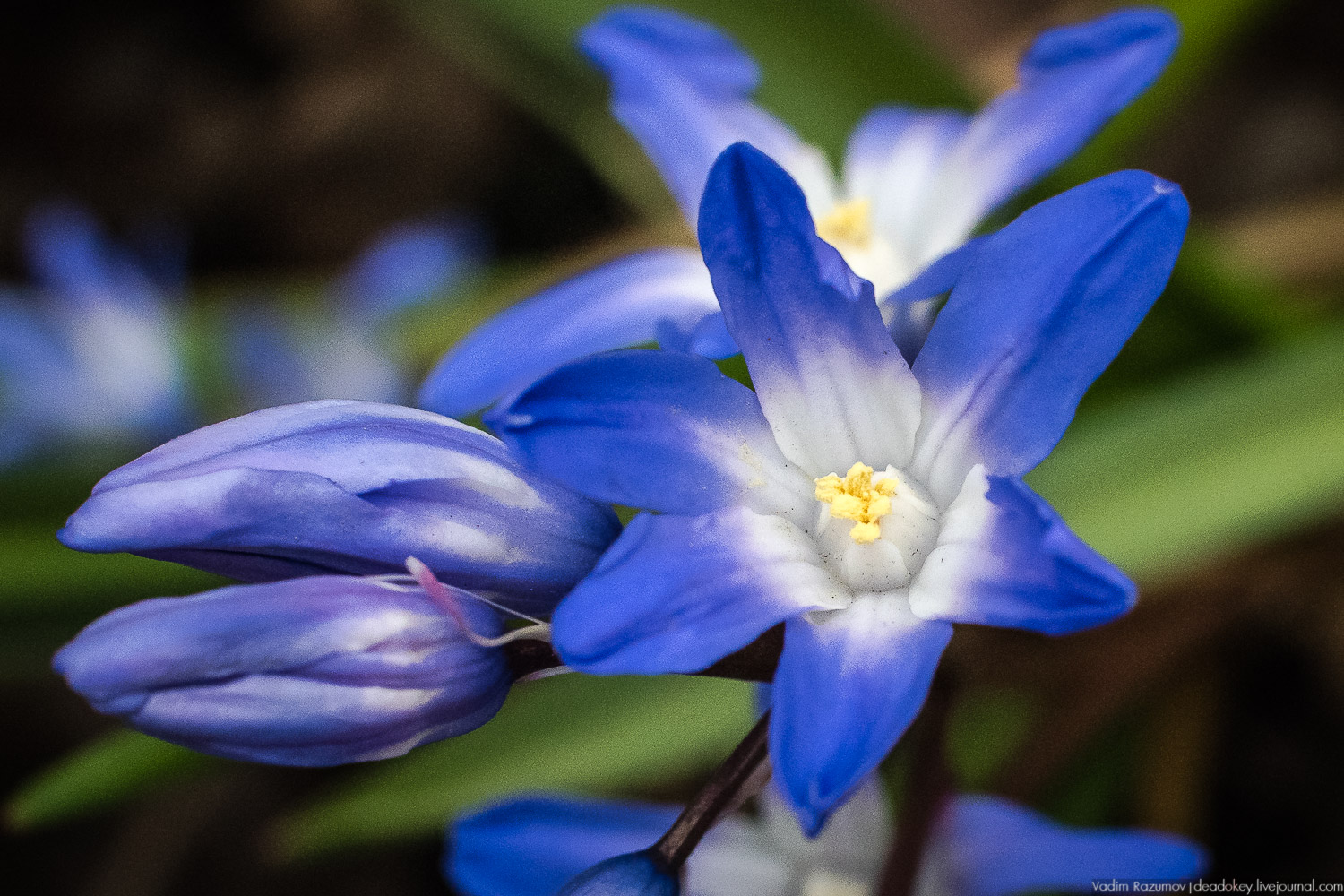 Продснежники в Аптекарском огороде