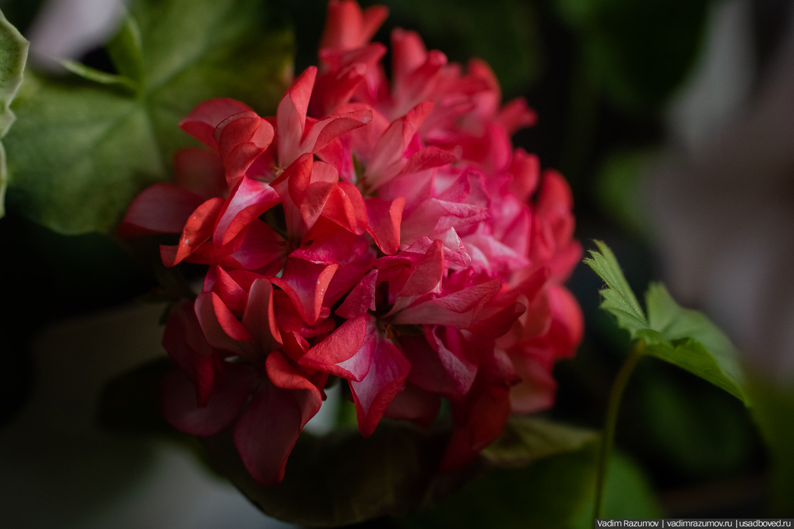 Пеларгония, герань, Вадим Разумов