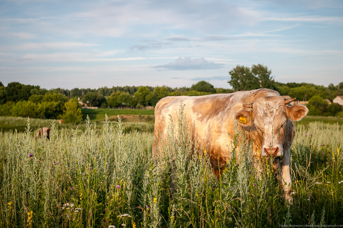 усадьба Озерки