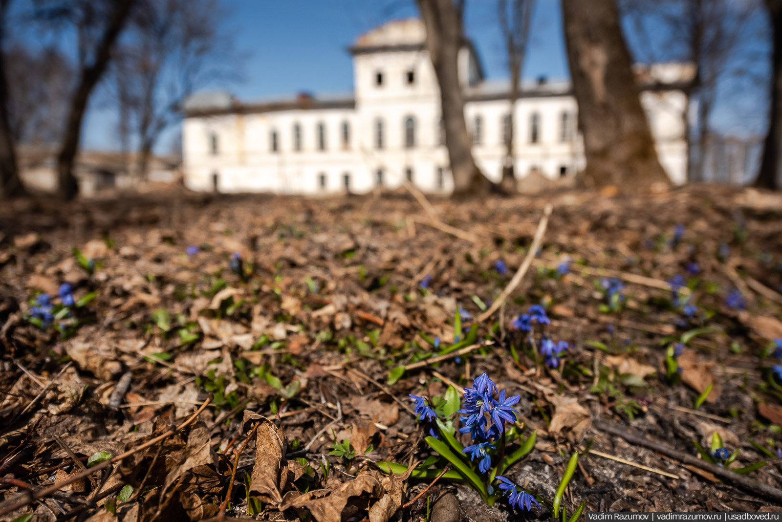 Пролески в усадьбе Репец, Задонский район, Липецкая область
