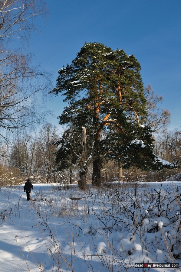 усадьба Полтево