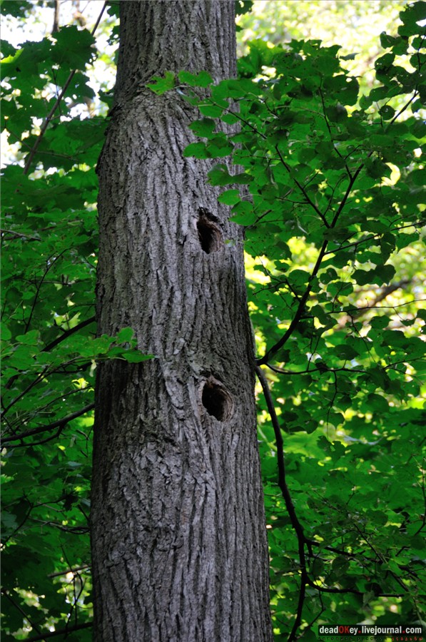 усадьба Райки