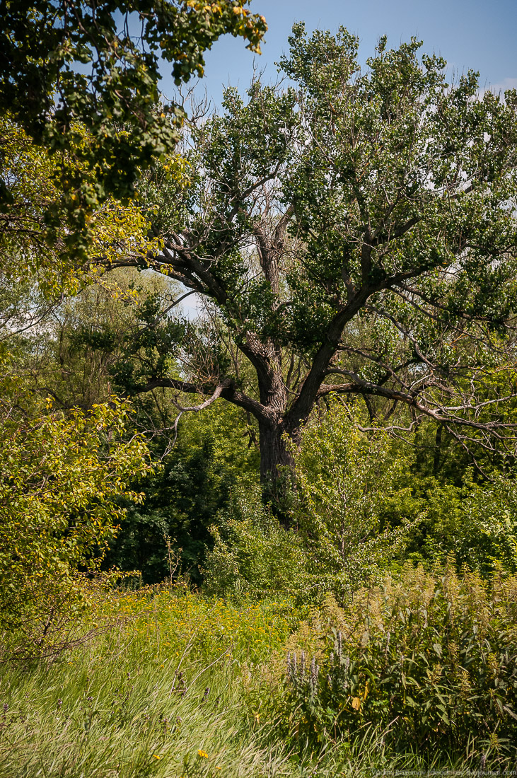 усадьба Стегаловка Ведровых