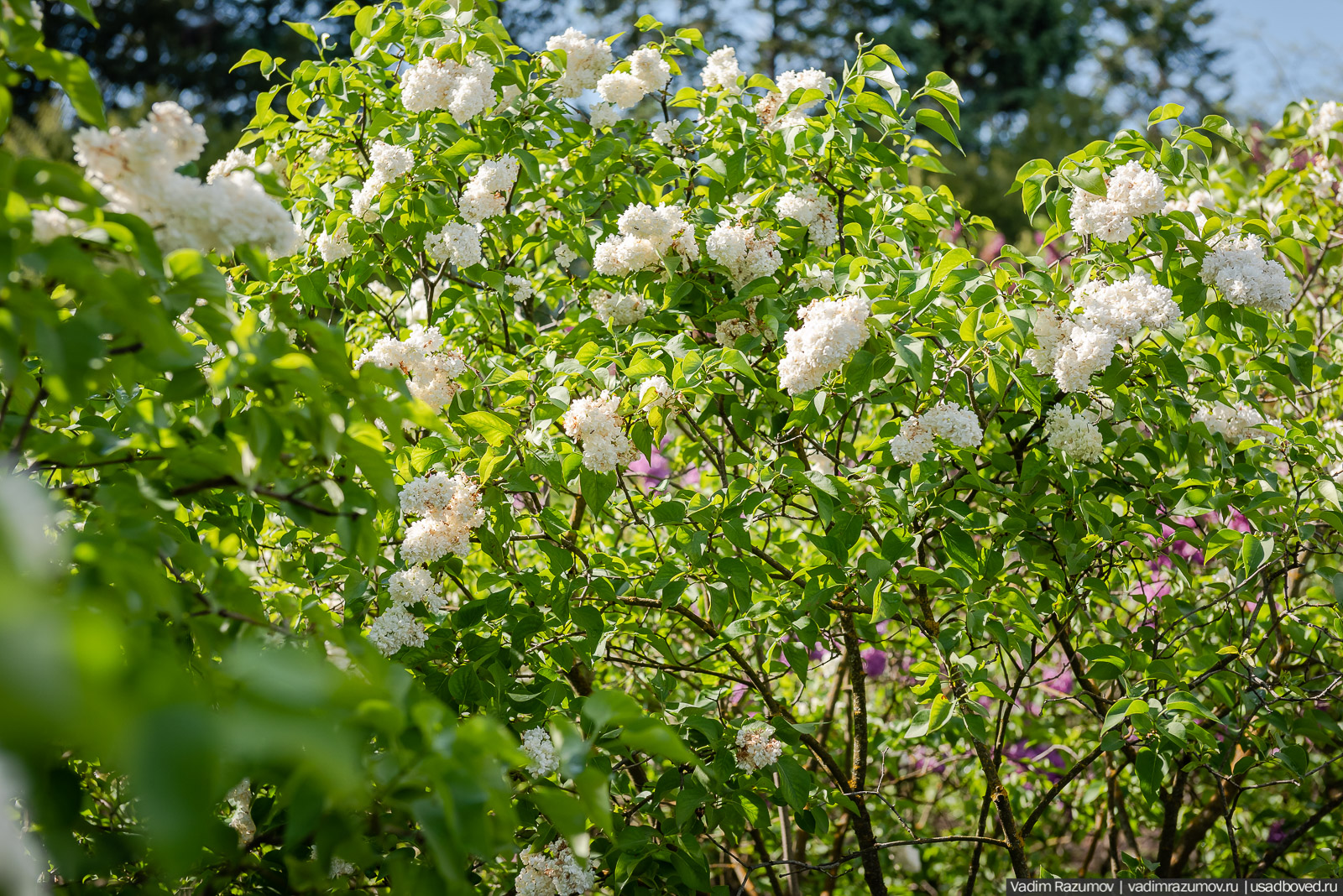 Мещерский дендрарий, ЛОСС, усадьба Барсуково, цветение сирени, Липецкая области