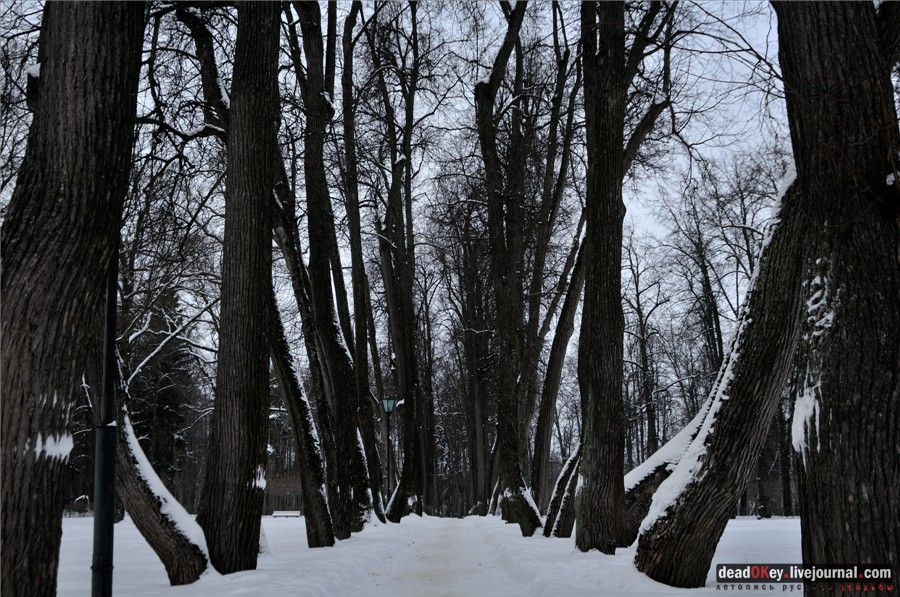 Липовые аллеи в усадьбах
