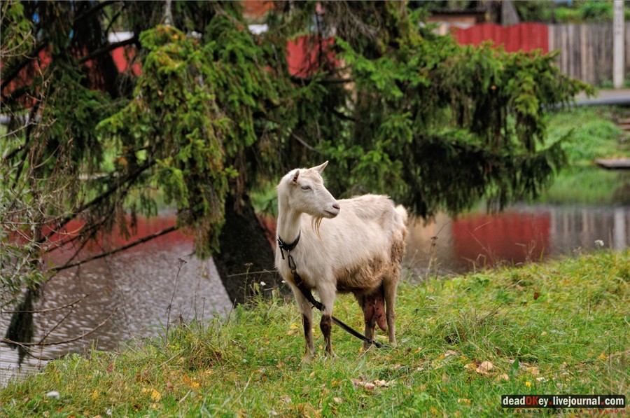усадьба Лучки